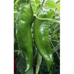 Hot Cow Horn Chili Pepper Seeds