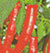 Hot Sapporo OP Chili Pepper Seeds