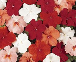 Cha Cha Mix Impatiens Seeds