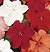 Impatiens Seeds