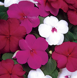Impatiens Mix Select Seeds