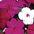 Dazzler Merlot Mix Impatiens Seeds