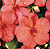 Dazzler Salmon Impatiens Seeds