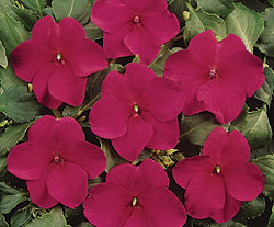 Violet Impatiens Select Seeds