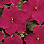 Dazzler Violet Impatiens Seeds