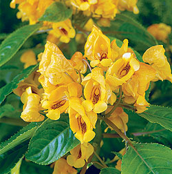 Jungle Yellow Impatiens Seeds