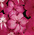 Stardust Romantic Rose Impatiens Seeds