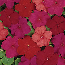 Super Elfin Samba Mix Impatiens Seeds
