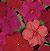 Super Elfin Samba Mix Impatiens Seeds