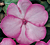 Swirl Pink Impatiens Seeds