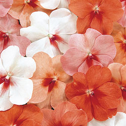 Tutti Frutti Mix Impatiens Seeds