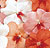 Tutti Frutti Mix Impatiens Seeds
