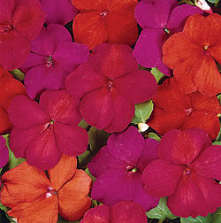 Voodoo Mix Impatiens Seeds
