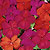 Voodoo Mix Impatiens Seeds