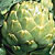 Imperial Star Artichoke Seeds
