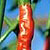 Hot Indian Jwala Chili Pepper Seeds