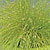 Isolepis Live Wire Seeds