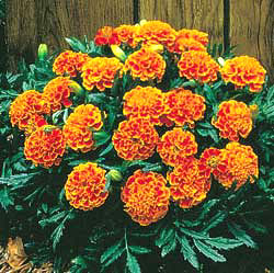 Janie Flame Marigold Seeds