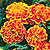 Janie Flame Marigold Seeds
