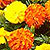 Janie Mix Marigold Seeds