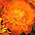 Janie Tangerine Marigold Seeds