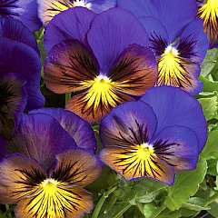Karma Butterfly Blue Pansy Seeds