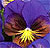 Karma Butterfly Blue Pansy Seeds
