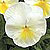 Karma Primrose Pansy Seeds
