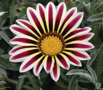 Kiss Frosty White Flame F1 Gazania Seeds
