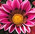Kiss Rose F1 Gazania Seeds