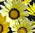 Kiss the Sun Mix F1 Gazania Seeds