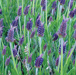 Lavender Lady Seeds