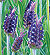 Lady Lavender Seeds