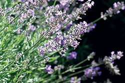 Munstead Lavender Seeds