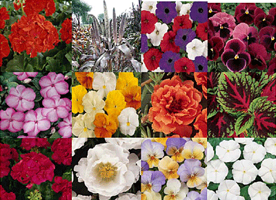 Simply Beautiful Seeds