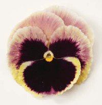 Matrix Pansy