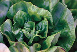 Buttercrunch Lettuce Seeds