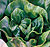 Lettuce Seeds