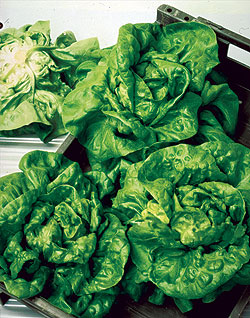 Bibb Lettuce Select Seeds