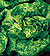 Bibb Lettuce Select Seeds