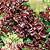 Red Sails Lettuce Seeds