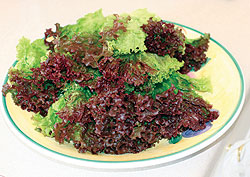 Red Leaf Lettuce Select Seeds