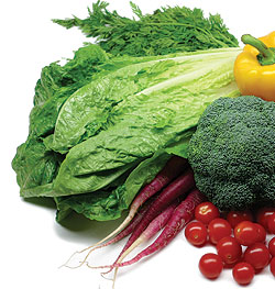 Romaine Parris Island Lettuce Seeds