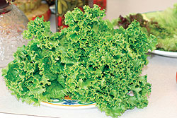 Salad Bowl Lettuce Seeds