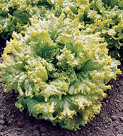 Green Leaf Lettuce Select Seeds