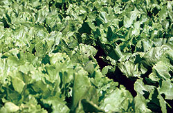 Two Star Lettuce Seeds