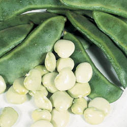 Lima Fordhook #242 Bush Bean Seeds
