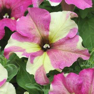 Sophistica Lime Bi-Color F1 Petunia Seeds