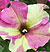 Sophistica Lime Bi-Color F1 Petunia Seeds