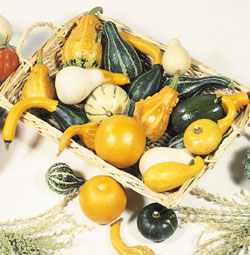 Little Mix Gourd Seeds